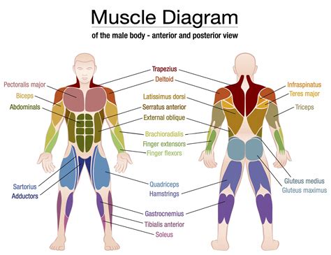 msuvle|list of muscles in the body.